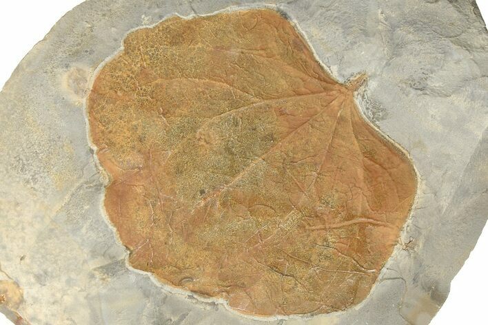 Fossil Leaf (Zizyphoides) - Montana #190449